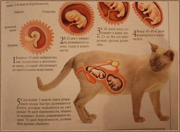 Сколько котят может родить кошка - плодовитость кошки