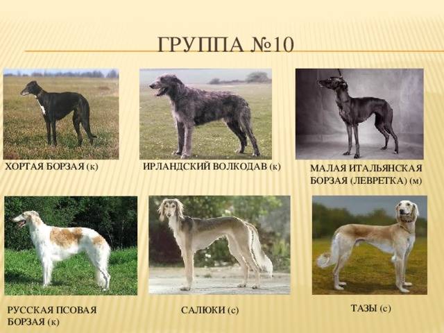 20 популярных собак охотничьих пород: описание, характер, особенности