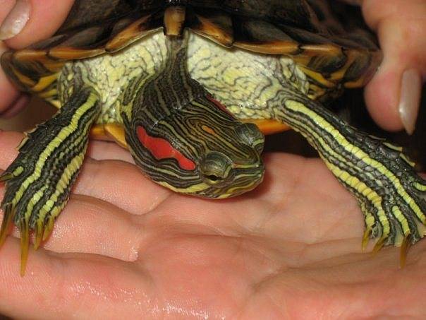 Почему красноухая черепаха не ест и много спит?