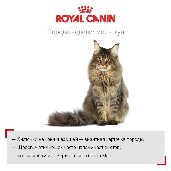 Кто такие мэнксы, и чем они отличаются от других кошек - мир кошек