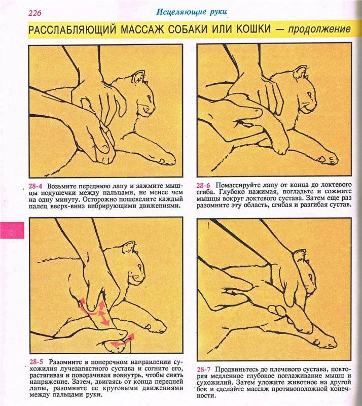 Отказ задних лап у кошки: как помочь животному и вылечить его