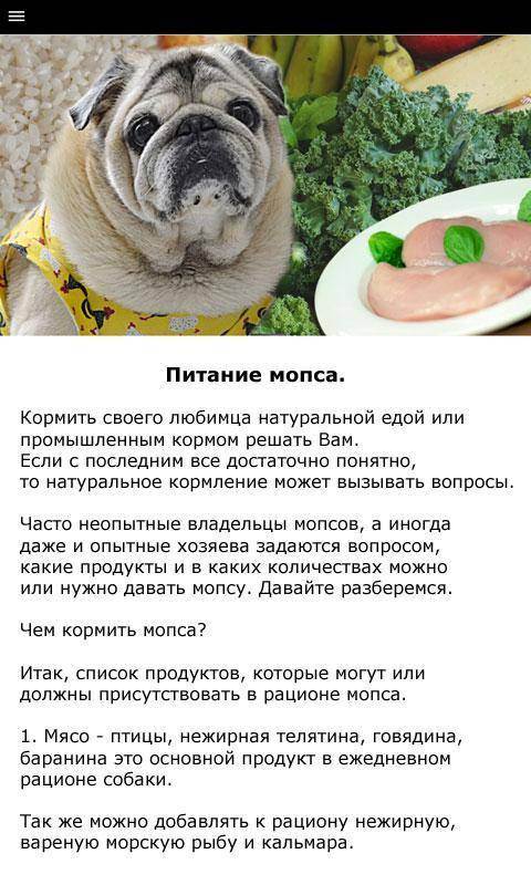 Чем кормить мопса: сухой корм или натуральное питание