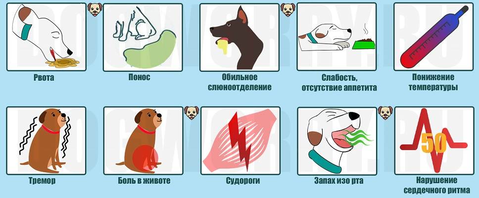 По каким причинам собаку может рвать с желчью, если у нее пропал аппетит
