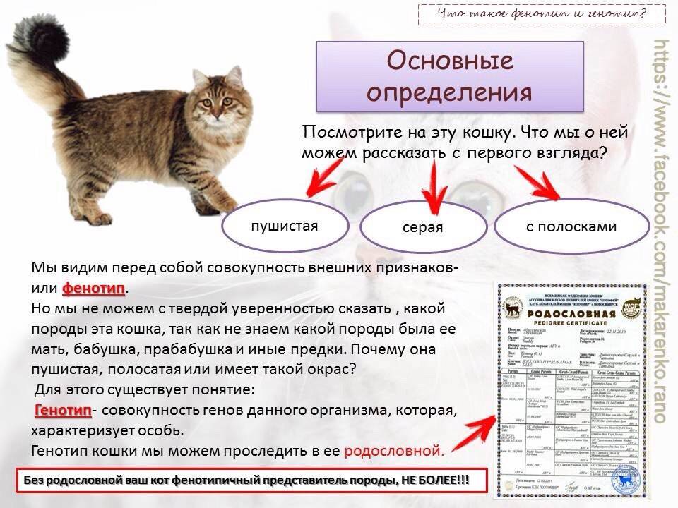 Что делать, если кот ничего не ест и пьет только воду?