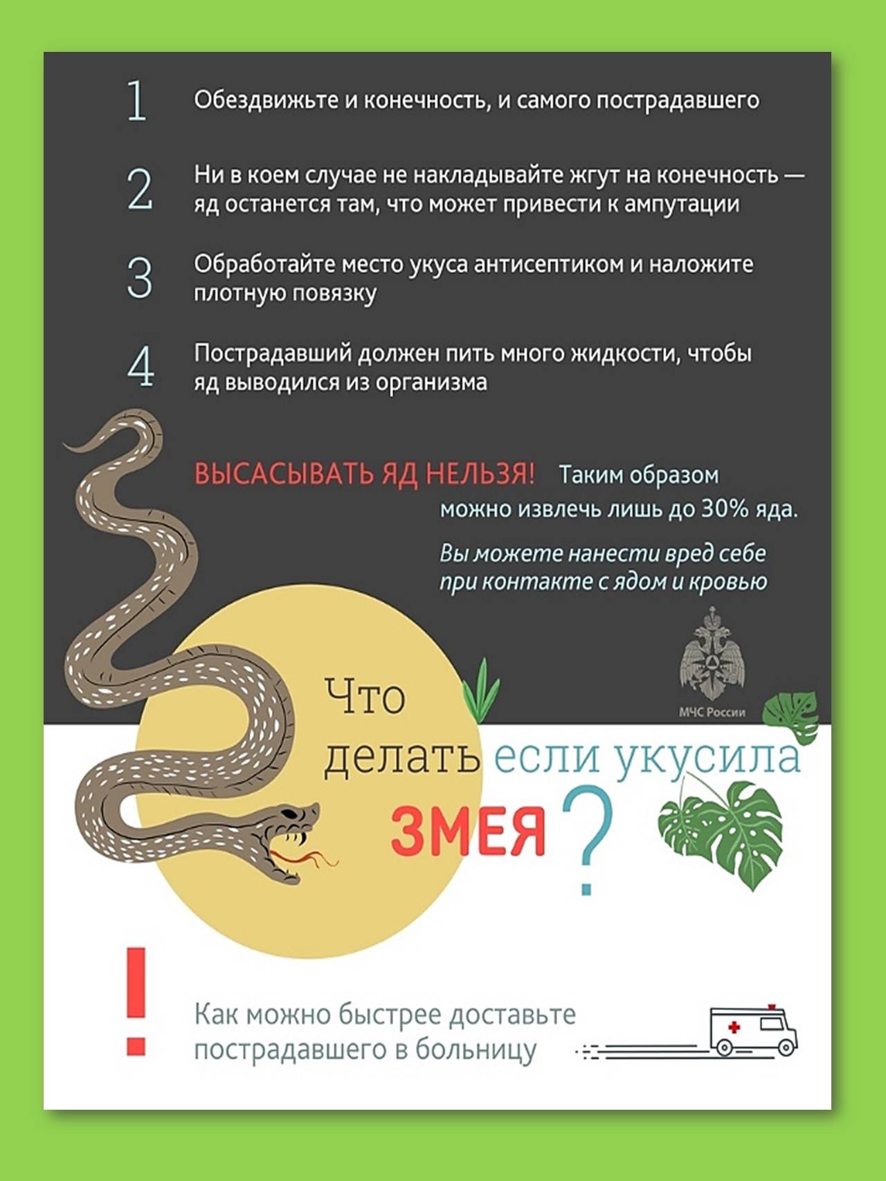 Что делать, если собаку укусила гадюка — ветеринарный центр доктора новичихиной а.в. в череповце