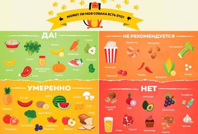 Что можно давать собакам, а что нельзя: список запрещенных и полезных продуктов