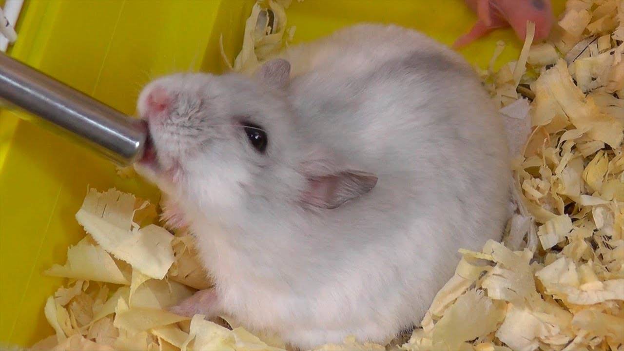 Поилка для хомяка своими руками