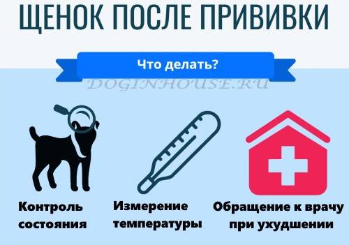 Карантин после прививки от бешенства у собак: через сколько дней после вакцинации можно гулять