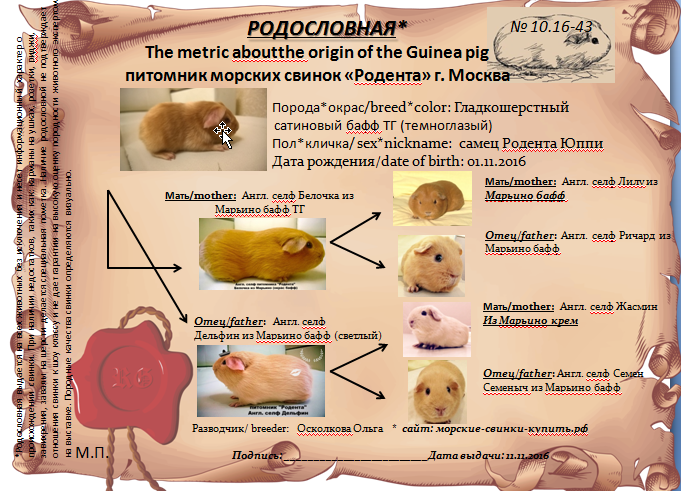 Морская свинка: уход и содержание в домашних условиях, сколько живет, чем кормить, размер клетки