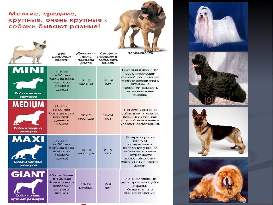 Топ 20 маленьких пород и самая маленькая собака в мире