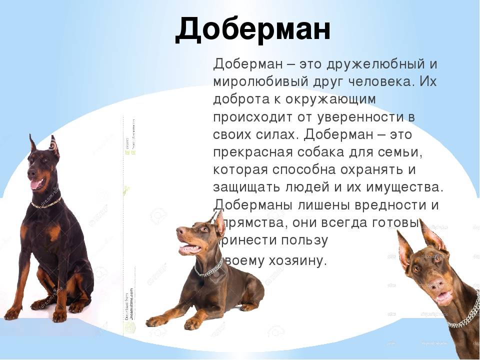 Немецкий пинчер: описание и характеристика породы собак, уход и содержание, отличия от цверга и добермана