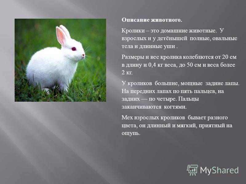 Кролик – описание, породы, виды, фото, декоративные кролики