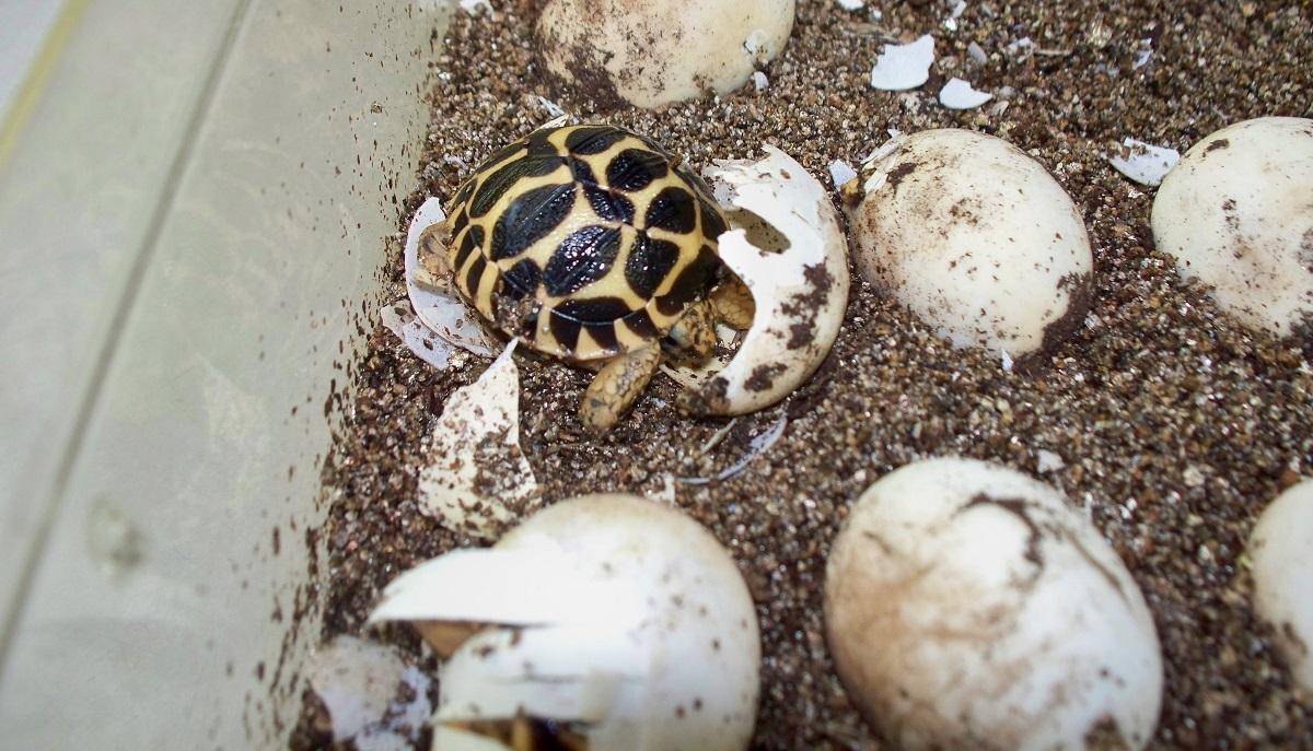 Красноухая черепаха откладывает яйца. Яйца красноухой черепахи. Морская черепаха красноухая яйца. Среднеазиатская черепаха откладывает яйца.