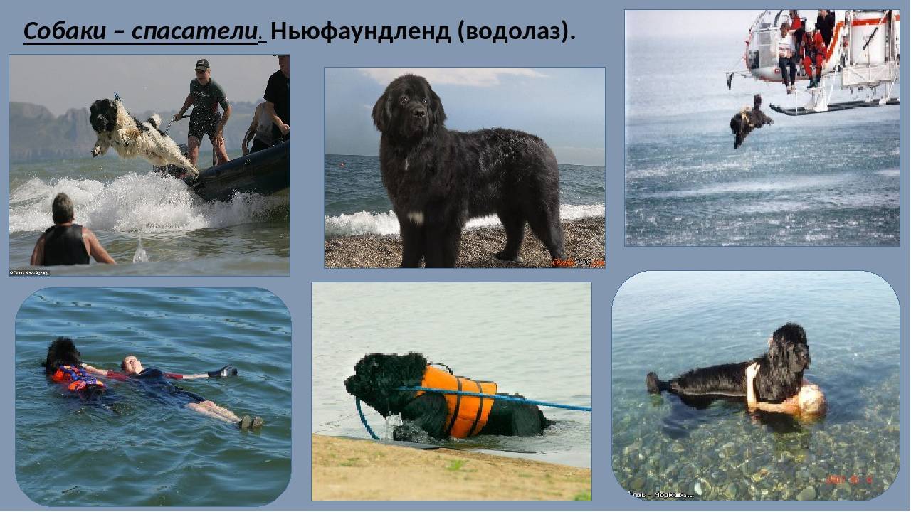 18 популяпных пород служебных собак с описанием | pet7