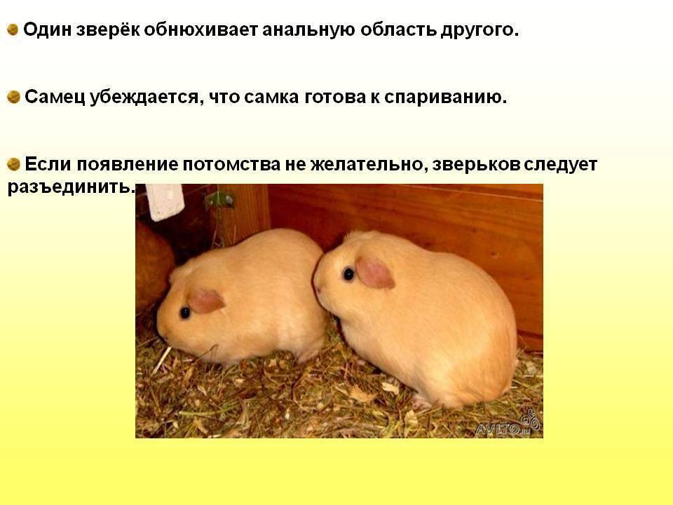 Как правильно выбрать морскую свинку