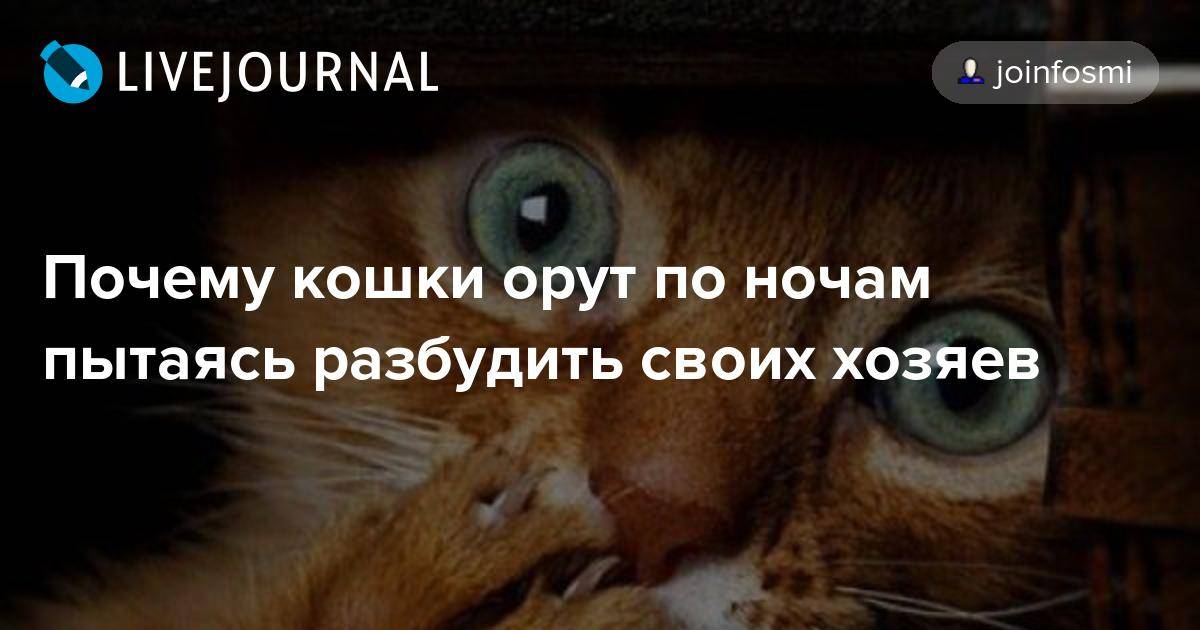 Почему орет кот?