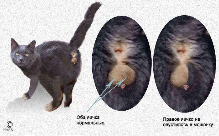 6 причин почему кошка кричит – как решить