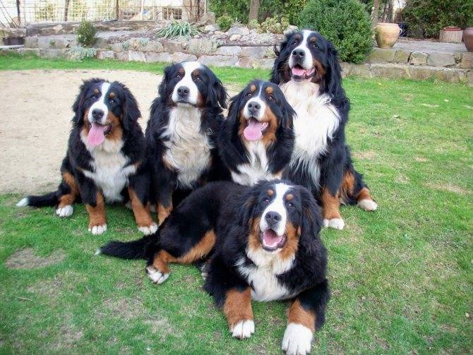 Бернский зенненхунд (berner sennenhund): фото, описание породы, отзывы, уход за овчаркой
