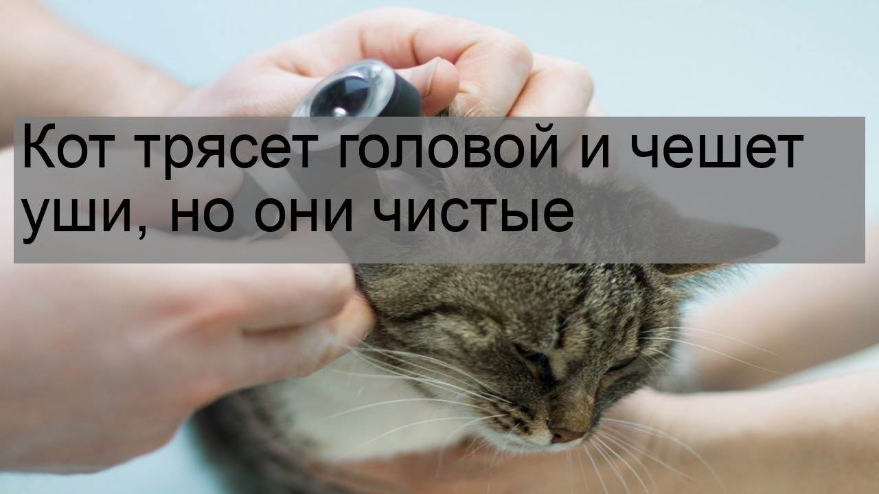Собака трясет головой - причины и лечение
