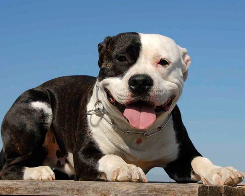 Обзор породы собак стаффордширский бультерьер: стандарт, характер, отзывы и фото