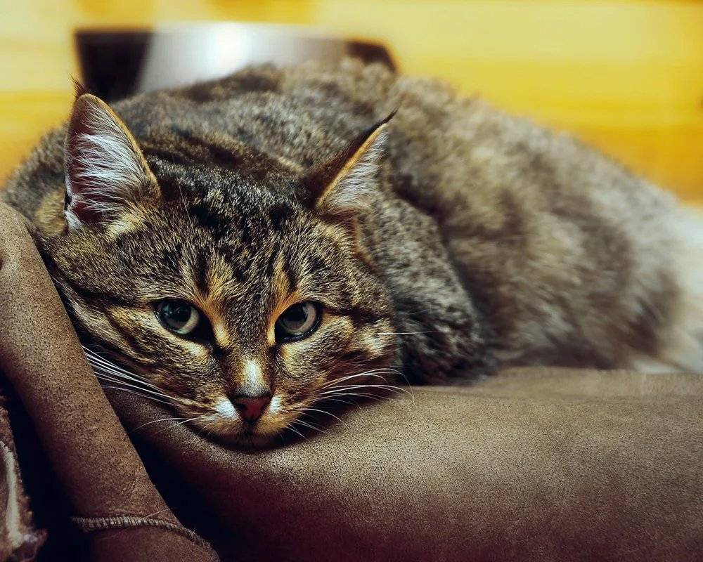 Скучают ли кошки