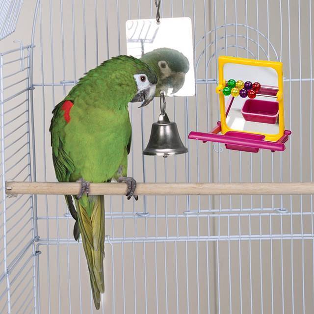 Как соблюдать психологические границы попугая?