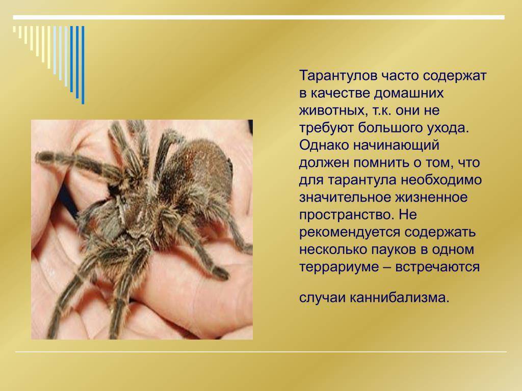 Паук птицеед как он выглядит и чем питается