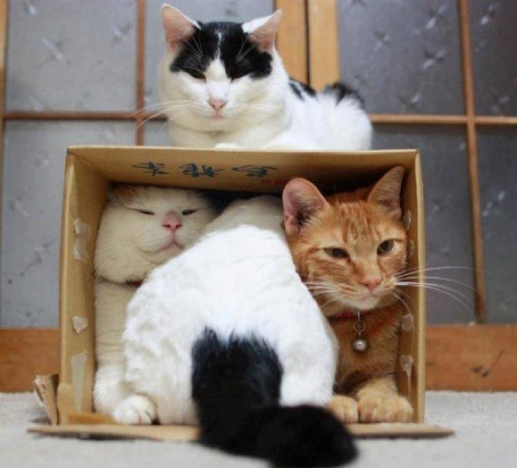 Почему кошки любят коробки и пакеты