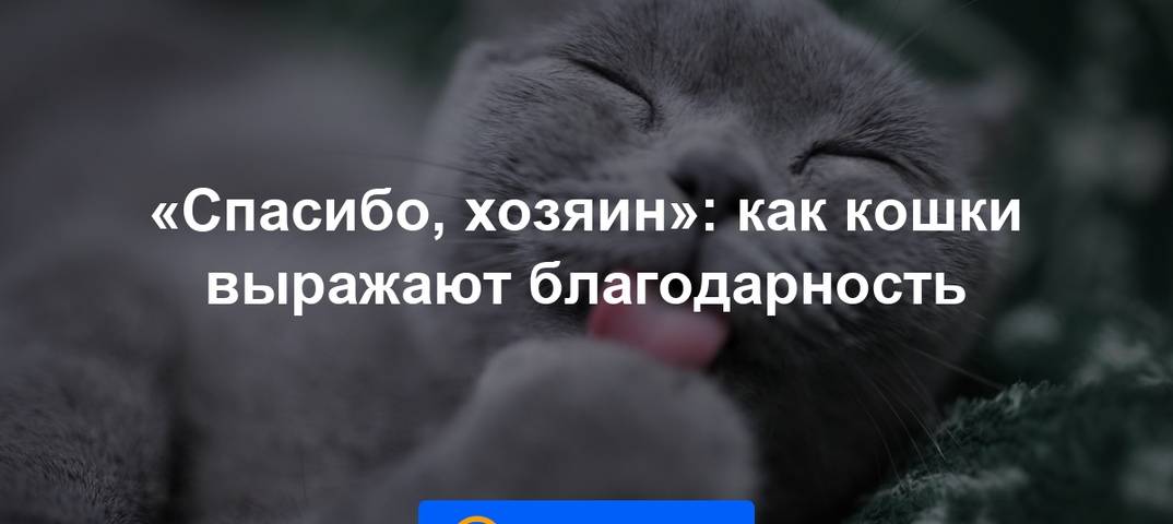 Язык кошек: как человеку понять, что говорит кот, есть ли переводчик на кошачий, специальный словарь или разговорник