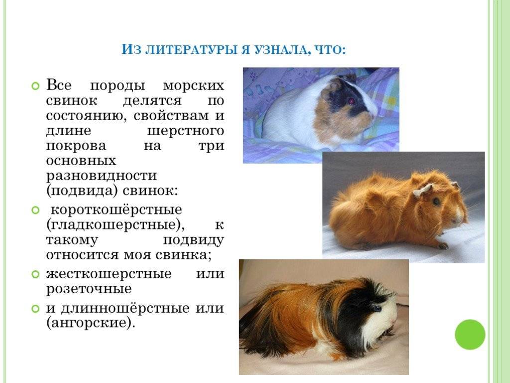 Продолжительность жизни морских свинок | ваши питомцы