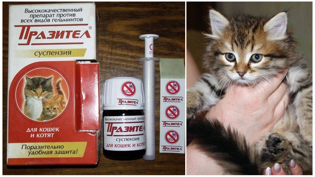 Как кошке или коту дать таблетку: эффективные и безопасные способы, таблеткодаватель, полезные фото и видео