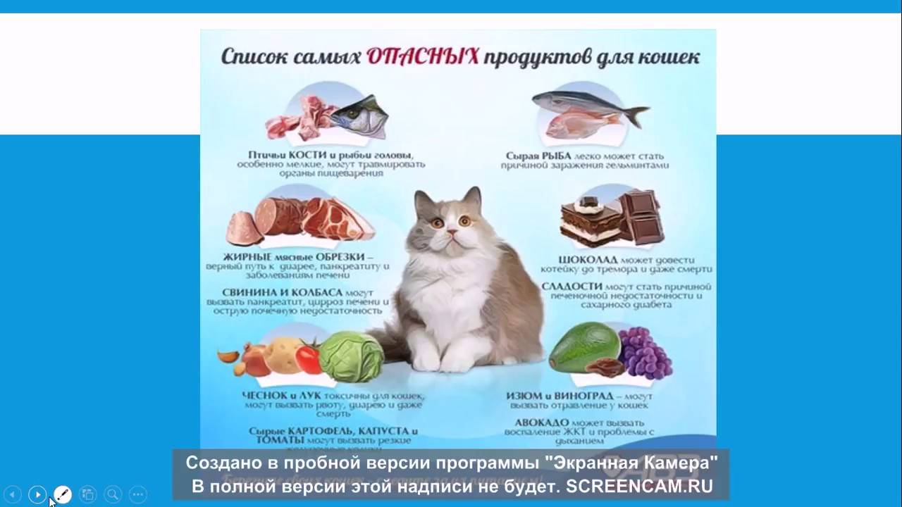 Чем кормить кошку натуральной едой в домашних условиях: меню на неделю