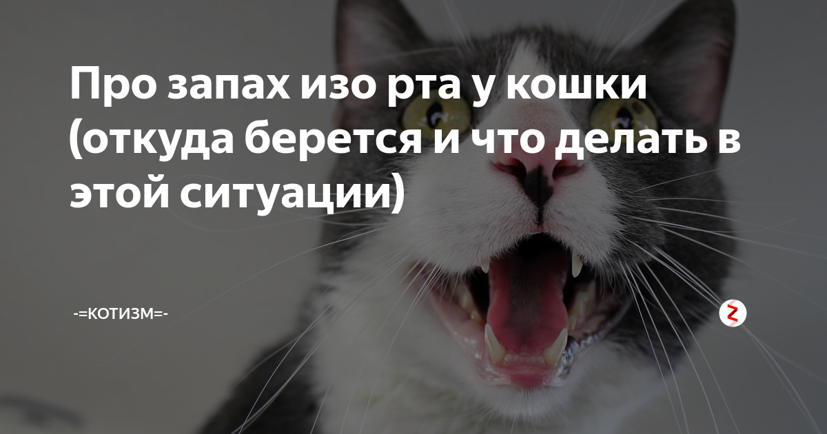 Запах изо рта у кошки: причины появления, возможные заболевания, что делать, если у кота пахнет изо рта тухлятиной