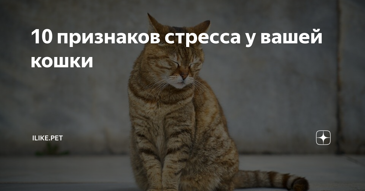 Стресс у кошек и котов - симптомы, лечение, препараты, причины появления | наши лучшие друзья