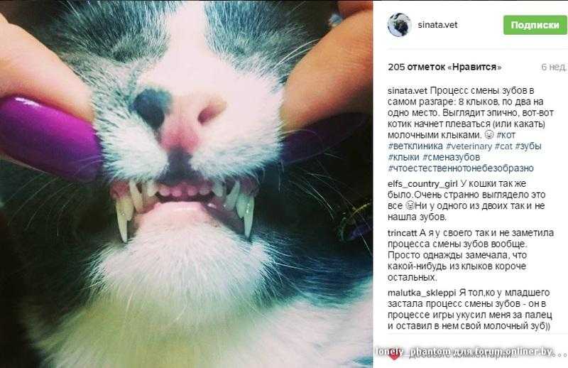 Сколько у кошки зубов