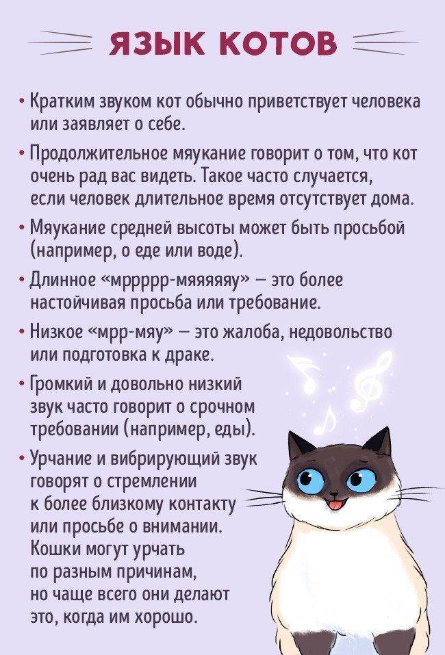 Как найти общий язык с кошкой