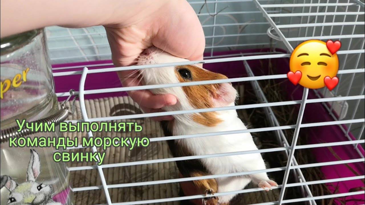 Лоток для морской свинки: как подобрать и приучить к нему вашего питомца