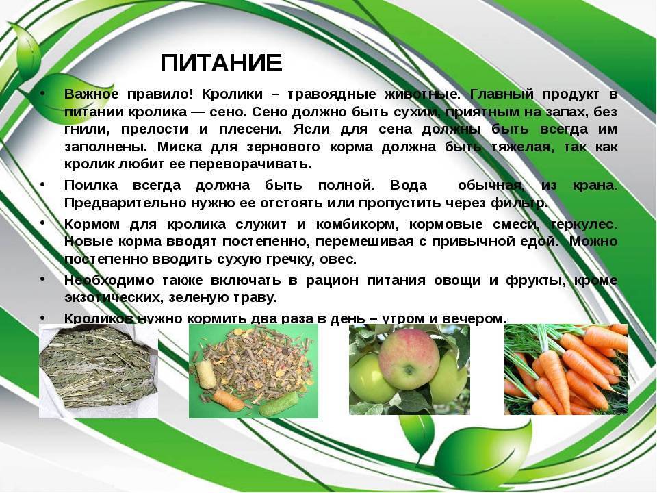 Какую траву давать кроликам можно и какую нельзя: списки с фото | «твой кролик»