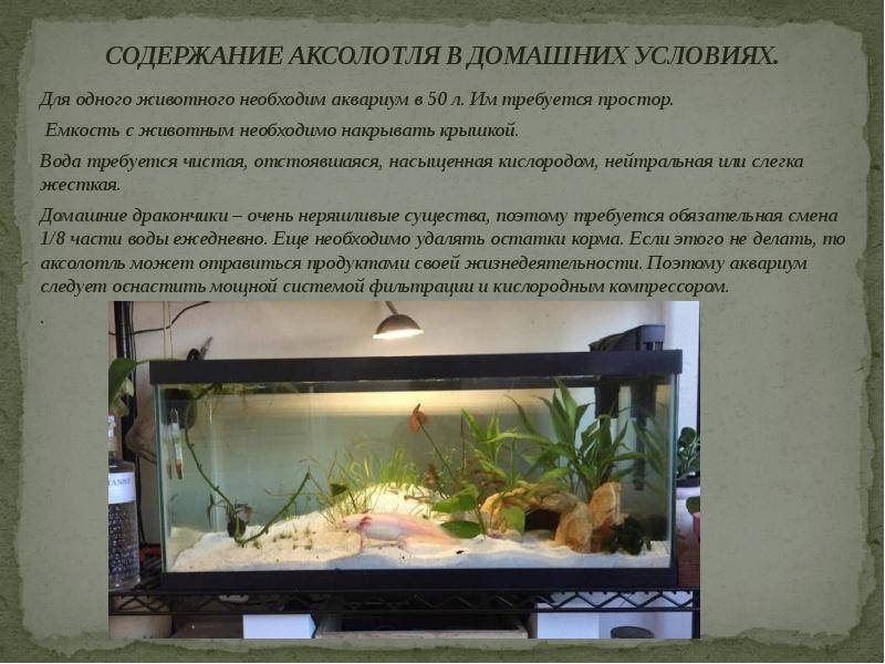 Ручной дракон - аксолотль сколько живет в домашних условиях