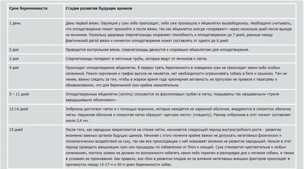 Сколько длится беременность у собак