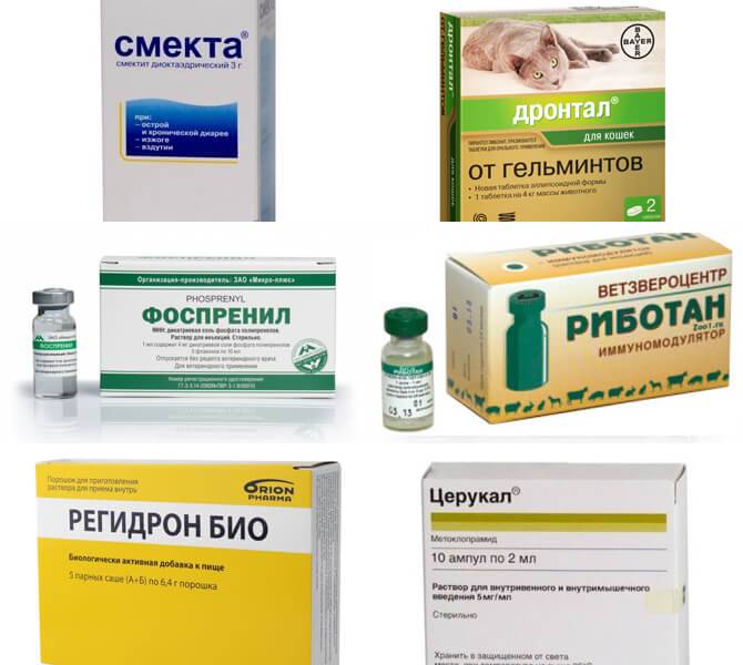 Кота рвёт после сухого корма — от чего это может быть