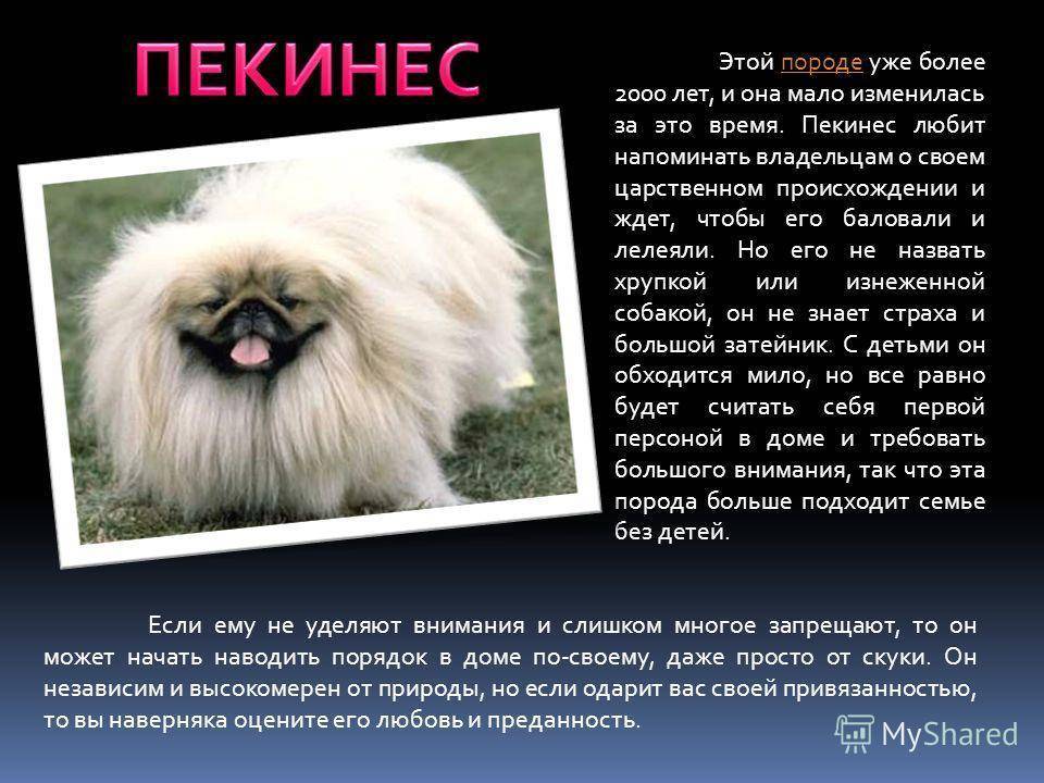 Пекинес: фото, описание, характер, уход, содержание, кормление