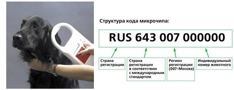 Как найти собаку по чипу через спутник, чипировать