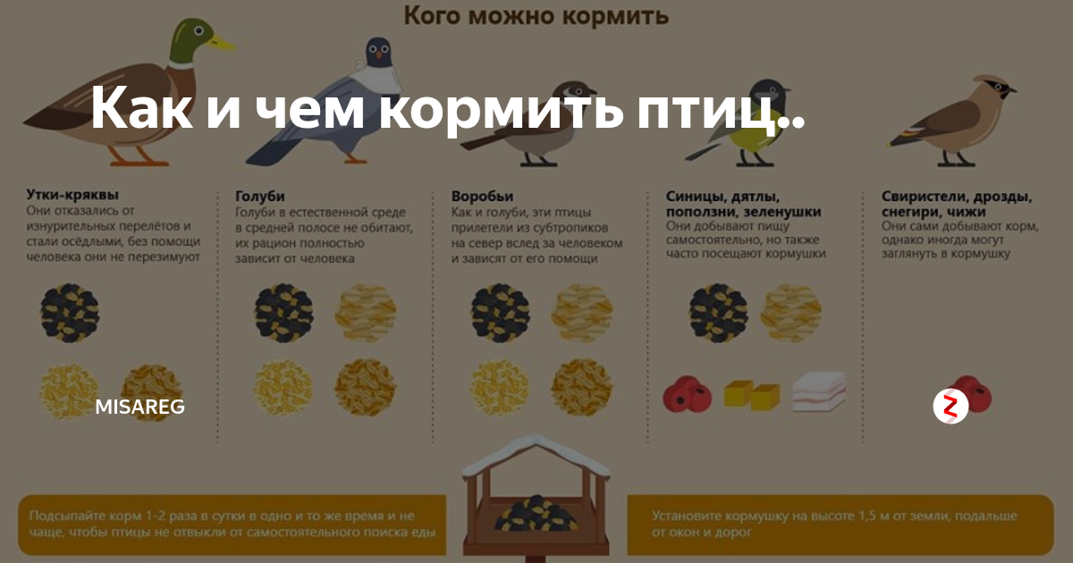 Содержание совы и филина в домашних условиях: как приручить и чем кормить