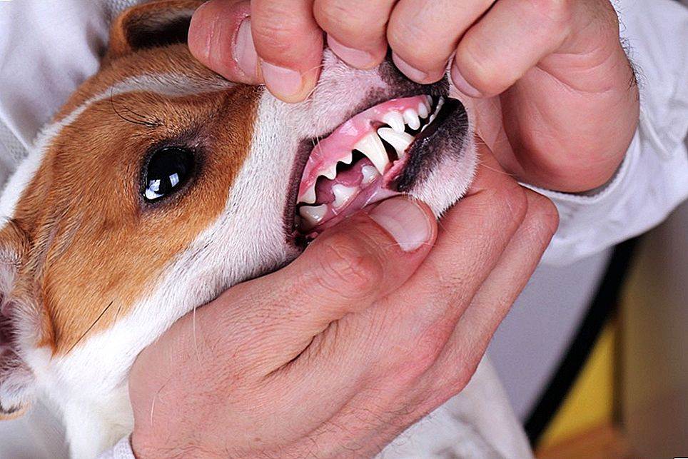 Почему у собаки пахнет изо рта тухлятиной и что с этим делать