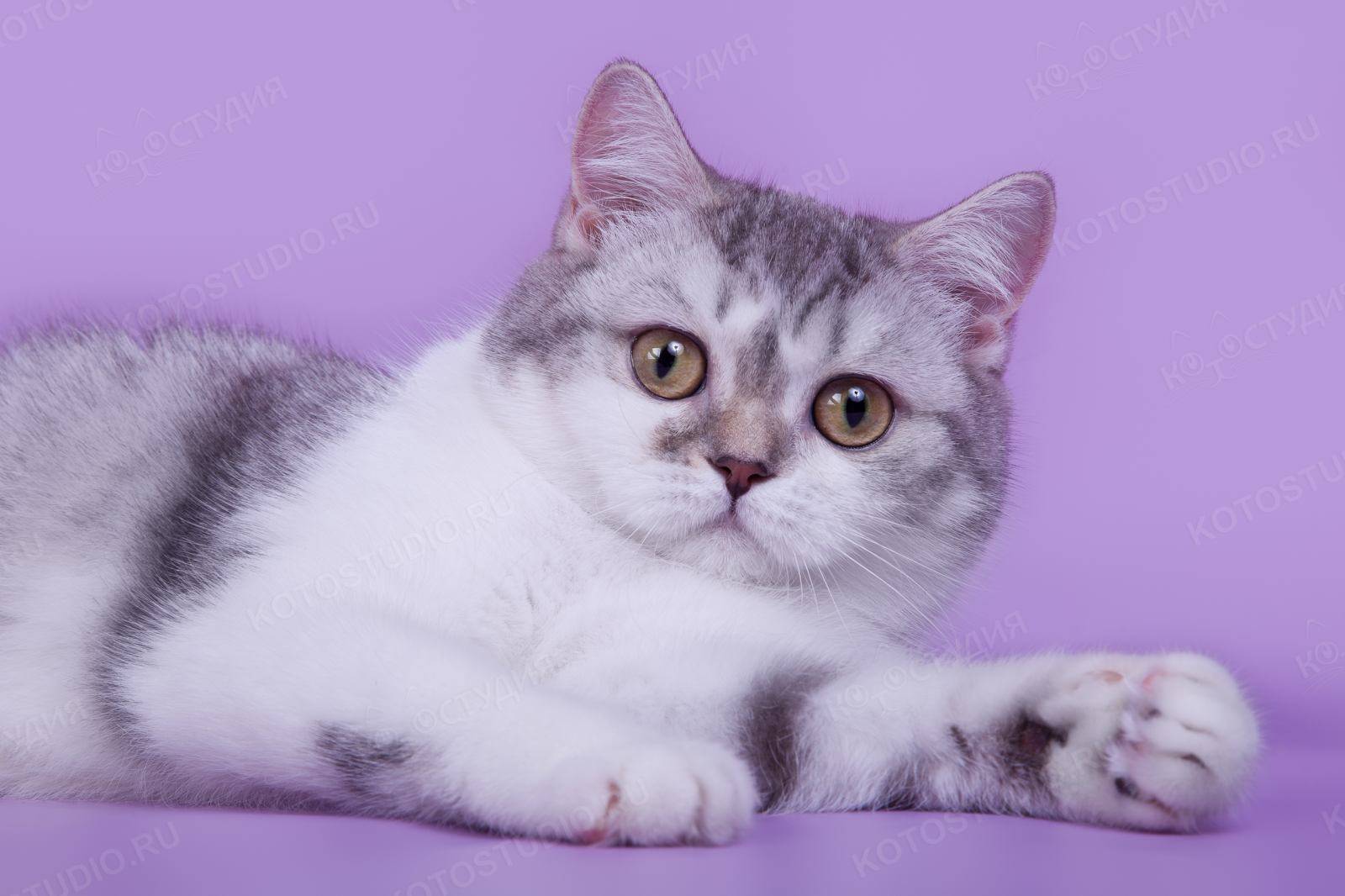 Скоттиш-страйт или шотландская короткошерстная кошка » kuguarlend