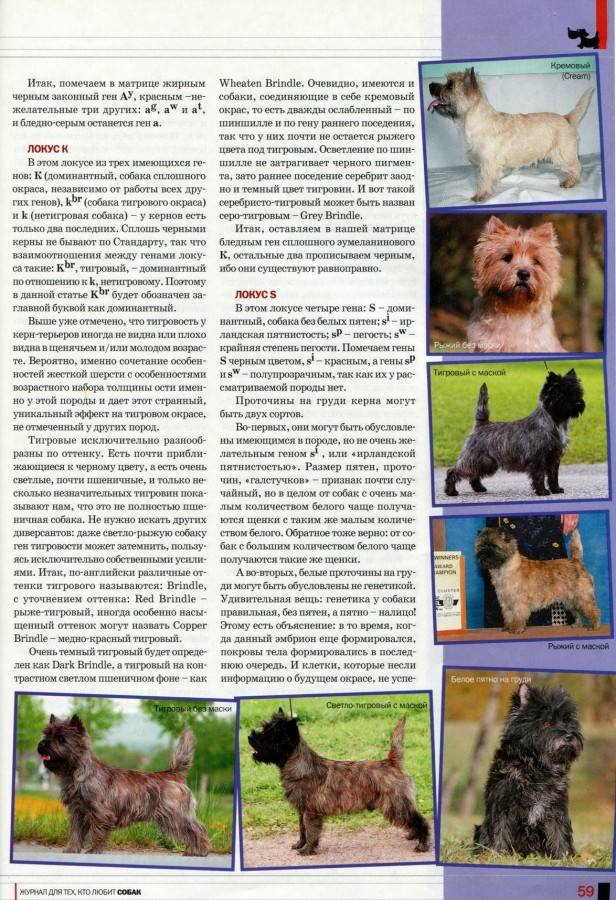 Норвич-терьер: описание породы, характер, содержание, фото