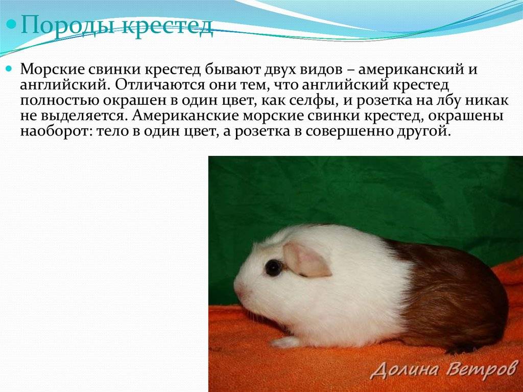 Популярные породы морских свинок для домашнего содержания