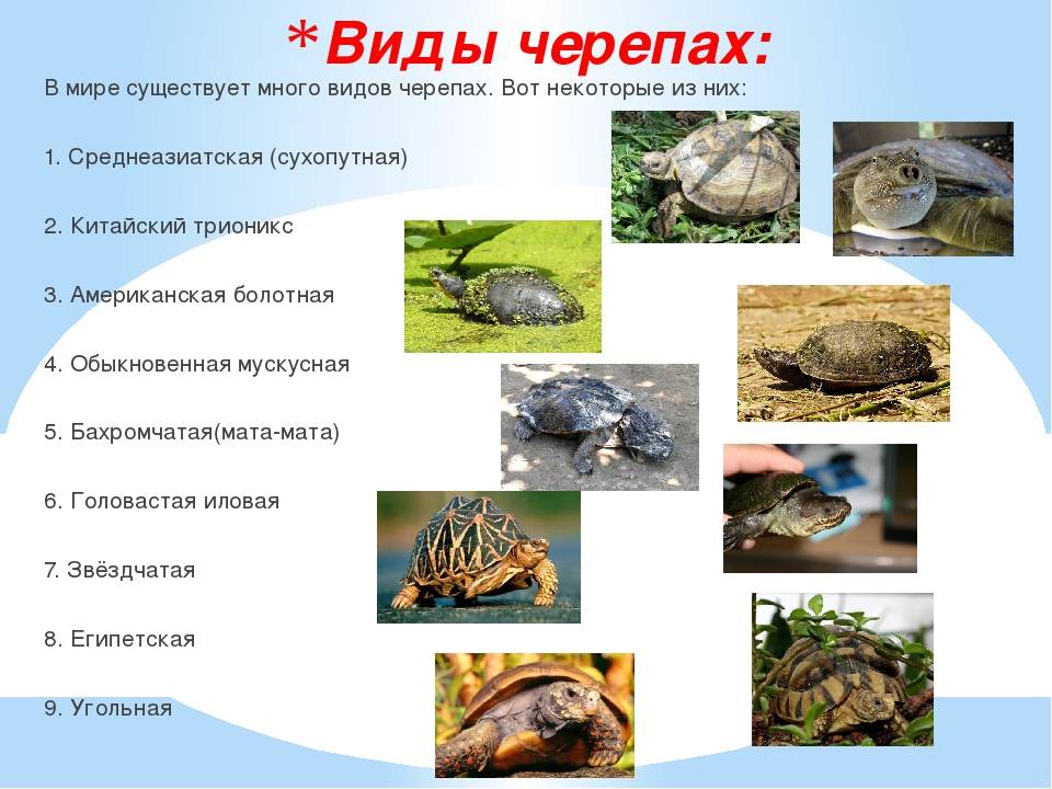 Виды Черепах Картинки