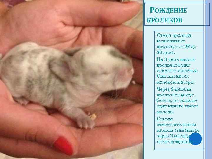 Роды крольчихи: сколько длится беременность, окрол, чем кормить